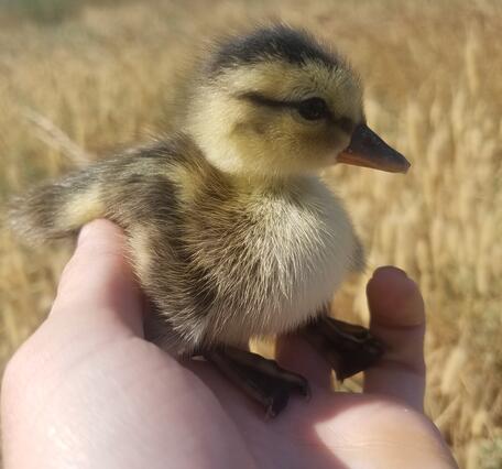 Recently hatched Gadwall duckling