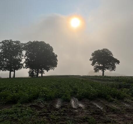 Early morning photo of field in Pennsylvania showing field, trees, sun, fog. 