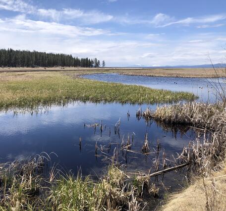 shallow blue river winds through dense marsh vegetation