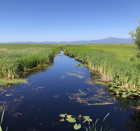 Looking down a narrow blue strip of river going through dense marsh vegetation. Blue sky day.