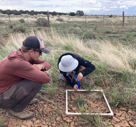 Northern Arizona University graduate students monitor seedling emergence in a northern Arizona RestoreNet site