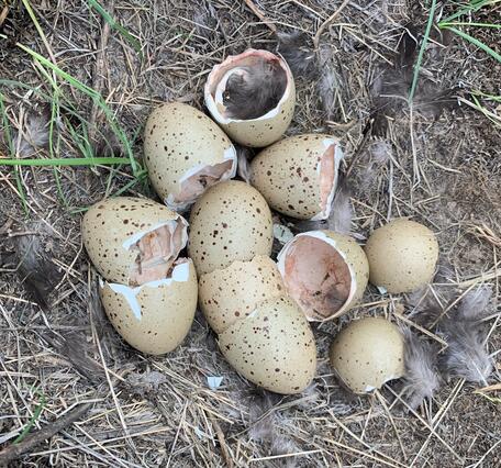 A clutch of 8 eggs broken open in a sage-grouse nest, broken in half with inner membranes intact 