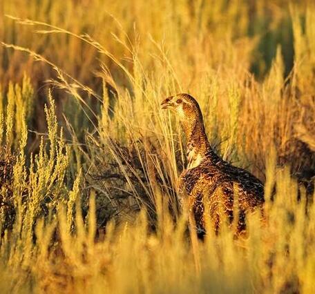 photo of a female greater sage-grouse in a golden-yellow field of grass