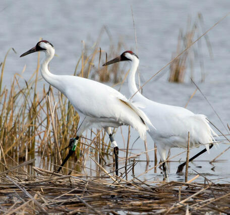 Two whooping cranes walking through a marsh