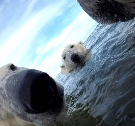 Three polar bears in water. left side is bears face close, center is bears face looking at you, right is part of bears' nose.