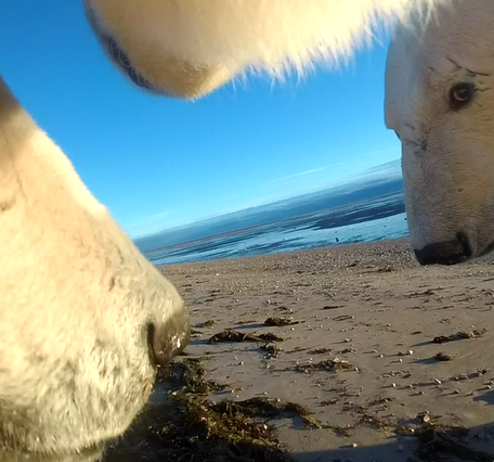 Faces of three polar bears. Left side is bear close up of face, center is underneath of chin, right is whole head and leg.