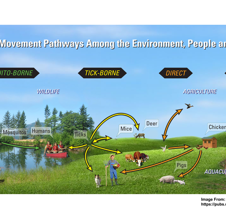 Infectious Disease Transmission Pathways Illustration