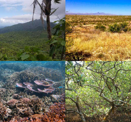 Four photos of different ecosystem types: rain forest, prairie, ocean, and deciduous forest