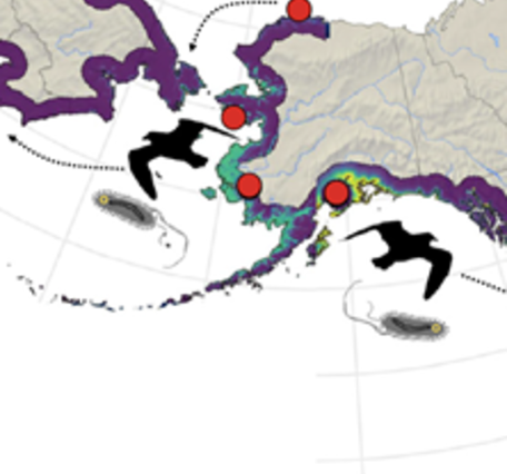 Map of the migratory pathway of glaucous gulls from Alaska to Russia and down Pacific US coastline