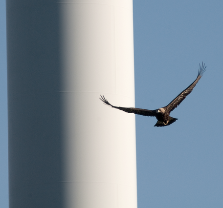 golden eagle in flight