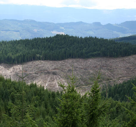 Logging in the Sierra Nevada Mountains