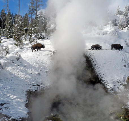 Bison at Dragon's Mouth Spring, Yellowstone National Park