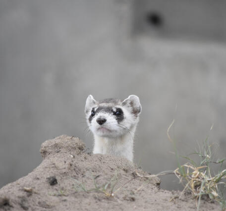 Black-Footed Ferret