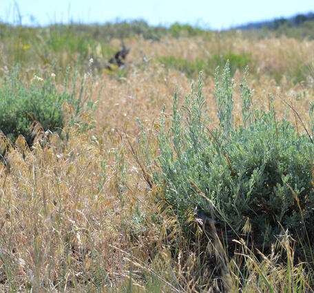 Sagebrush surrounded by cheatgrass