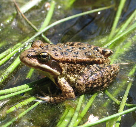 Cascades frog at Corall Swamp