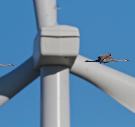 Sandhill Cranes fly in close proximity to wind turbines near Horicon National Wildlife Refuge in east-central Wisconsin.