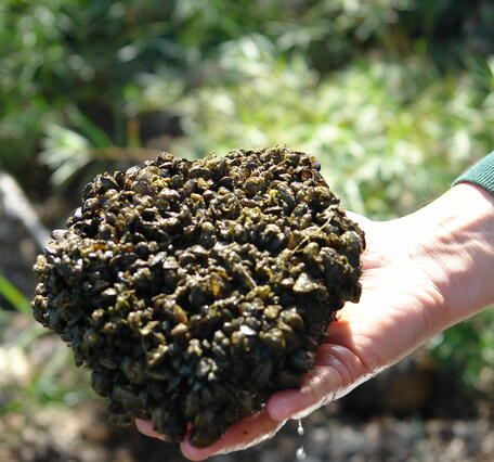 Zebra Mussels on rock