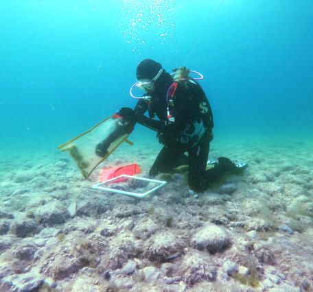 Diver Collecting Cladophora in Lake Michigan