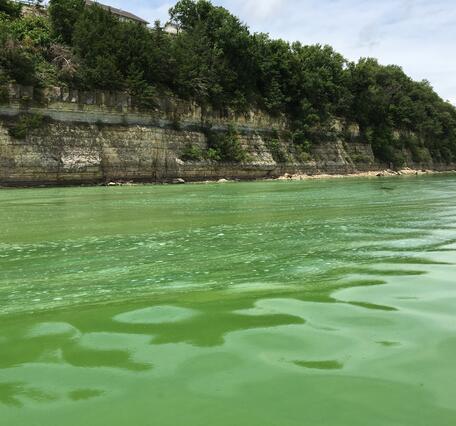 Harmful algal blooms turn water in Milford lake emerald green