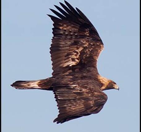 Golden Eagle in flight