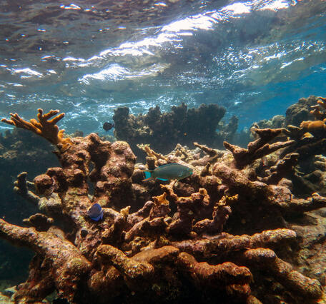 Parrotfish grazing on coral reef