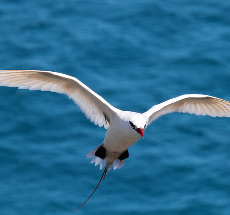 Photo of red-tailed tropicbird