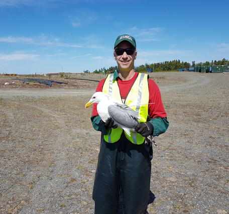 John Reed (USGS scientist) holding a gull marked with a satellite transmitter at the Soldotna landfill in June 2016