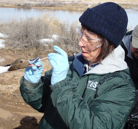 USGS scientist takes a sample from a northern pintail duck 