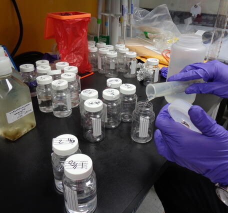 A U.S. Geological Survey (USGS) microbiologist prepares a water sample for enterococci testing