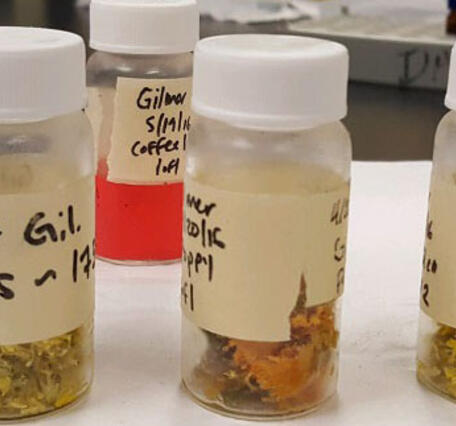 Pollen samples from various plants collected from hedgerows