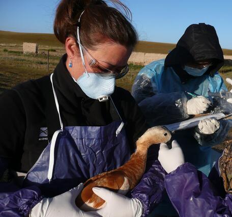 Dr. Diann J. Prosser examining a ruddy shelduck