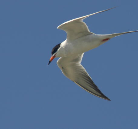 Foster's Tern (Sterna forsteri) While Hunting in Flight