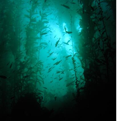 An underwater photo of a kelp forest.