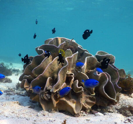 Coral head that looks like lettuce sits on sandy bottom in clear blue water and is surrounded by brightly colored fish.