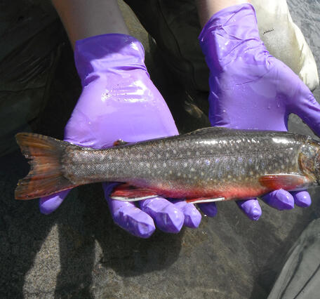 Scientist holding a brook trout with gloved hands