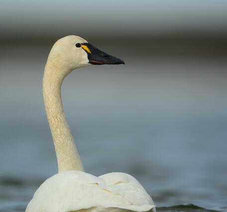 Tundra swans that nest in Alaska are exposed to lead on their wintering grounds along the Atlantic Coast