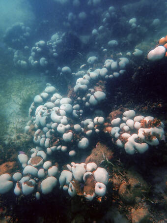 Coral showing signs of bleaching