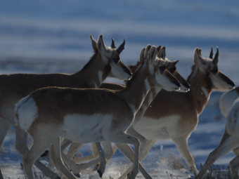 Several pronghorn running over a snow-covered prairie