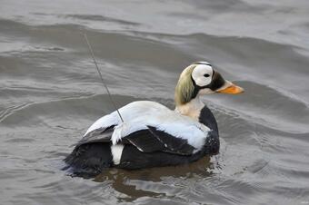 A Male Spectacled Eider in Alaska