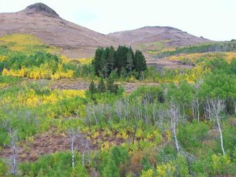 Aspen Forest