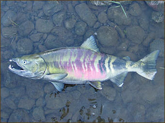 Chum Salmon