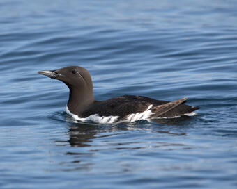 Common Murre on the water in Kachemak Bay, Alaska