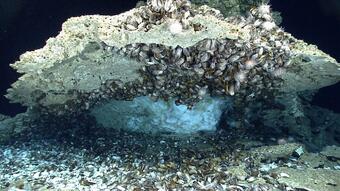 Ice-like gas hydrates under capping rock encrusted with mussels on the sea floor 