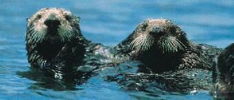 WERC sea otters