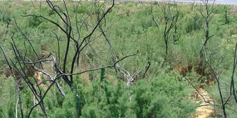 Small tress re-growing after a fire