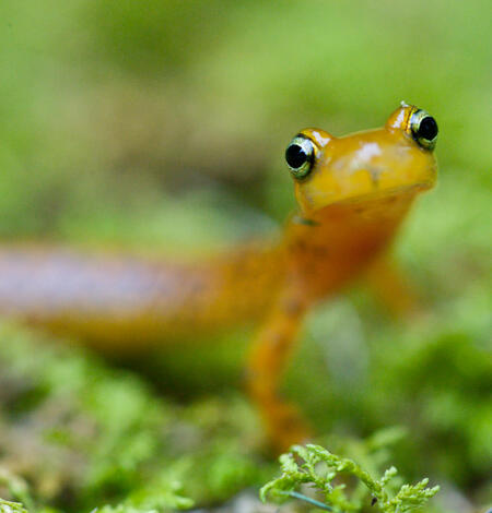 Longtail salamander