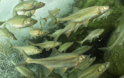 A school of humpback chub (Gila cypha) swimming in Havasu Creek, Grand Canyon