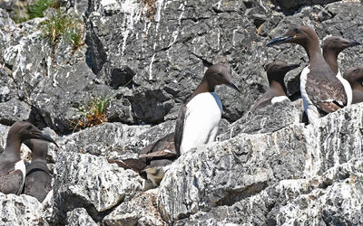 Common Murres holding Pacific herring in their bill at their breeding colony on Gull Island.