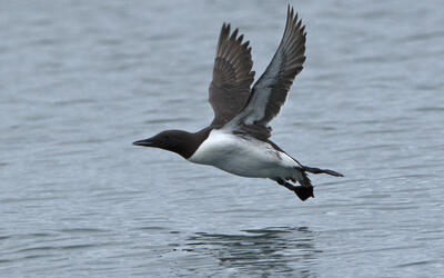 Skinny Common Murre flying over water with keel protruding. lower Cook Inlet, Alaska