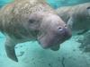 USGS Science Aids Manatees 